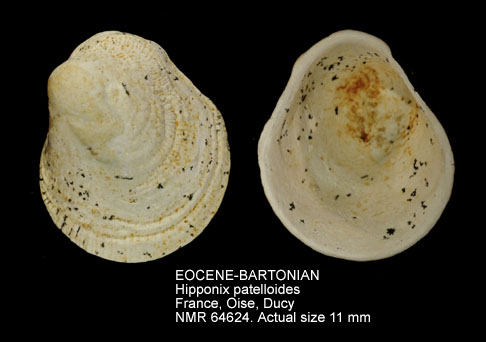 EOCENE-BARTONIAN Hipponix patelloides.jpg - EOCENE-BARTONIANHipponix patelloides(Deshayes,1824)
